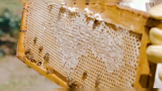 Beekeeping Basics and Hive Management Techniques