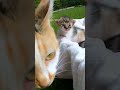 Une maman chat attentionne et des petits chatons dehors pour la premire fois
