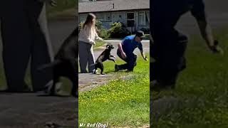 This dog is very strong. #animals #funny #dog #dogrunning