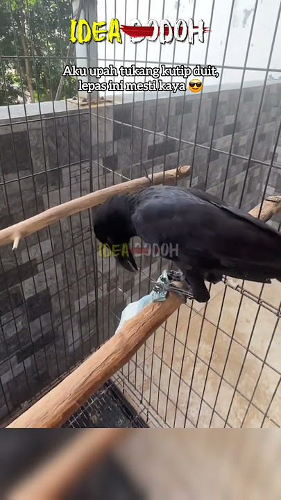 LAKI UPAH BURUNG CURl DUIT KERTAS RM50