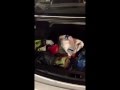 Car Trunk Organizing