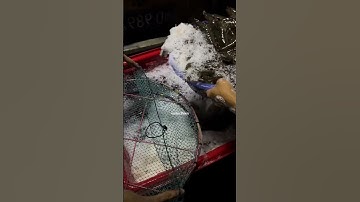 Trại nuôi tôm trong bể xi măng thu 11 ao xuyên đêm 🦐💪#VũĐứcThiện #visinhtrungquoc