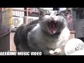 Shonen Knife - Like A Cat [Official Music Video]