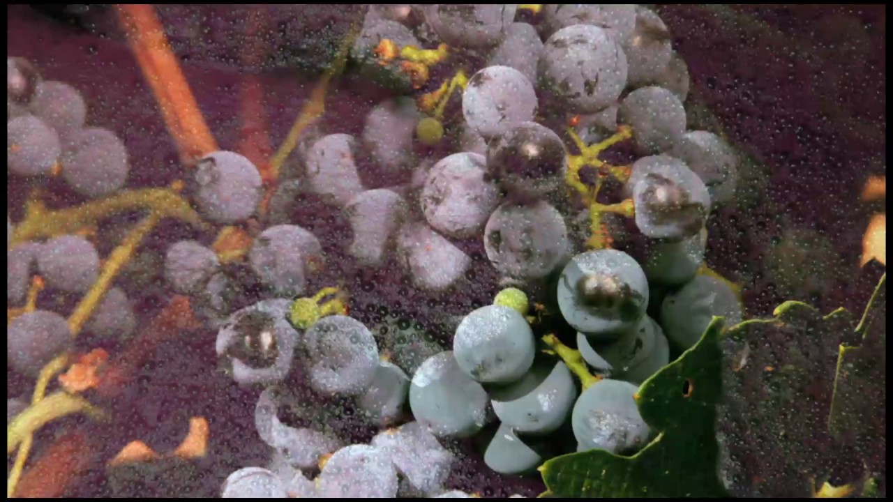 Un poco de historia: del origen a la actualidad en Bodegas Luzón