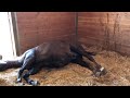 Mona- Rescue mare gives birth