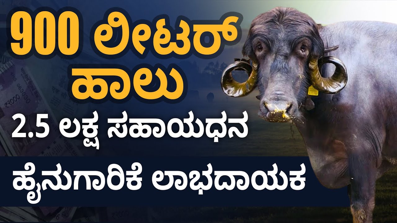 ಭಾರತದ ಅತ್ಯುನ್ನತ ಹಾಲಿನ ಎಮ್ಮೆ ತಳಿ | Highest Milk Providing Buffalo Breed in India | Jafarabadi Buffalo