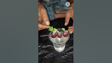 Best way to grow grape at home//Tips grow grape supper fast from the tops off#short#grape.