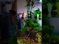 Aquascaping tank #fishtank #short