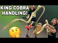 Giant KING COBRAS NOT Happy!