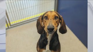 Meet Taylor, available for adoption at Williamson County Regional Animal Center | FOX 7 Austin