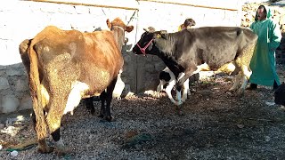 أثمنة البقرات الوالدات والضارات من سوق أزرو مع أرقام ️️️ وفرجة ممتعة