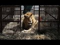 Rescued Circus Lions Get a Chance at a New Life