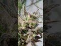 one of my auto outdoors from last year.