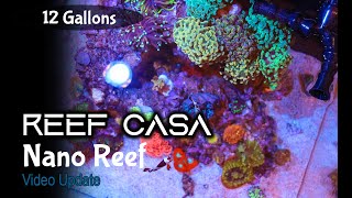 Reef Casa Studio 12 All In One Aquarium Update