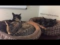 Clara, Lily, Stumpy Alley to Attic After Hours