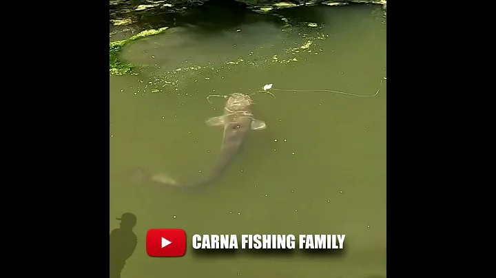 😱 Monster Fish's Hideout 🎣 #fishing #bigfish #silure #catfish #shorts