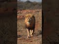 کیا آپ یہ جانتے ہیں؟ شیر کے بارے میں دلچسپ باتیں! 🤯 | Lion Facts Urdu #Shorts #abhinandanvarthaman