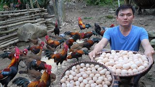 Selling wild chicken eggs. Robert | Green forest life