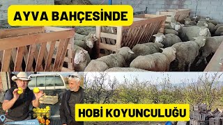 AYVA BAHÇESİNDE HOBİ KOYUNCULUĞU (Ayva Bahçesinde Koyun Geyve'deyiz)