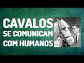 CAVALOS PODEM SE COMUNICAR COM HUMANOS!