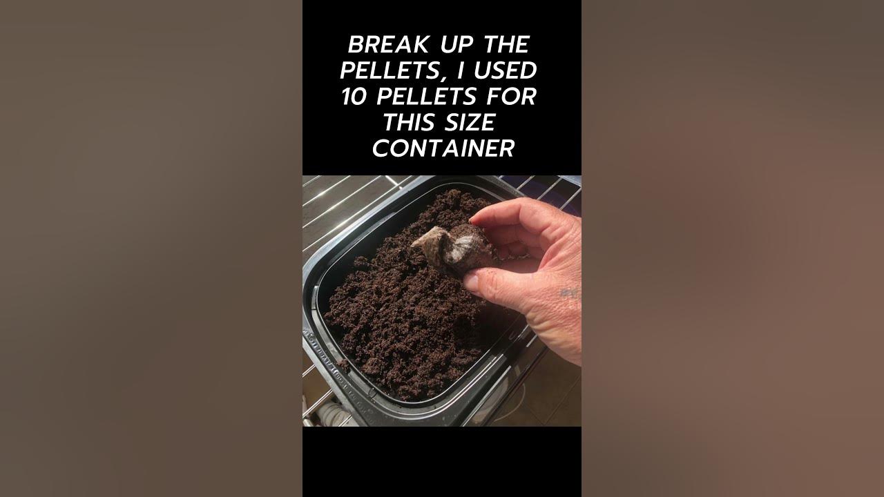 how-to-start-watercress-seeds-for-hydroponics-system-youtube