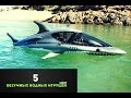 5 безумных водных игрушек - seabob,WoKart,Jet Surf,Jetovator,Seabob,Seabreacher