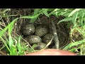 WILD KURDISTAN Grested Lark 1 Ш Ш Ш Ш Ш Щ Щ ШЁШ Ш ЩѓЪµШ Щ ЩѓЩ Ш Щ вЂЊ WILD KURDISTAN Grested Lark 1 Ш Ш Ш Ш Ш Щ Щ ШЁШ Ш ЩѓЪµШ Щ ЩѓЩ Ш Щ вЂЊ