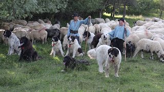 Câinii ciobănești ai lui ȘTEFAN NEMEȘ de la Sighetul Marmației | Săriți cânii mei căi bai 2022