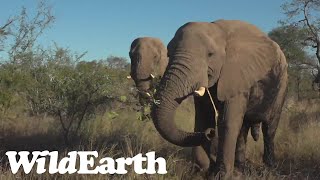 WildEarth - Sunset Safari - 25 May 2022