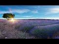 free , Lavender flowers ground, landscape, sunrise, flower tree Hd 4k