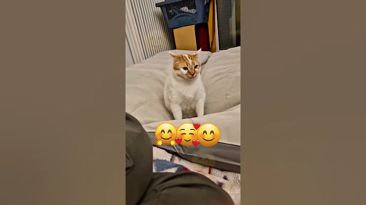 Video 11097171: hilarious cats dogs, animals hilarious cats