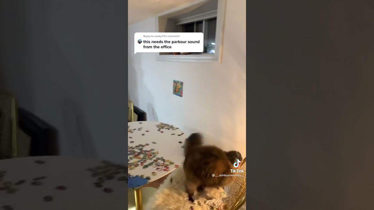 cat jumping around w the office parkour sound (@__ashleysmashley__)