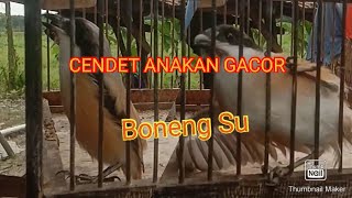 SUARA CENDET ANAKAN GACOR DURASI PENDEK | CENDET GACOR BONENG SU