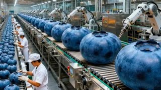 Inside The Blueberry Juice Factory - How Fresh Blueberries Become Juice From Farm To Consumer