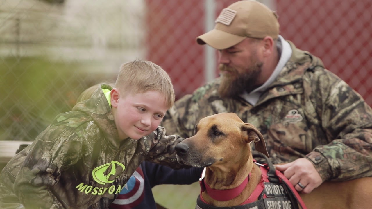 Working Dogs For Vets Service dogs YouTube