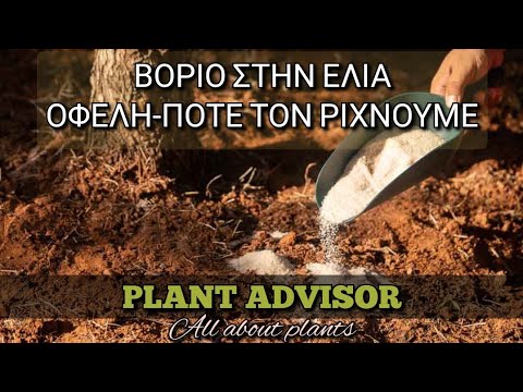 Βίντεο: Μπορεί το βόριο να προκαλέσει τριχόπτωση;