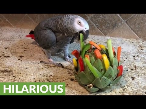 talking-parrot-destroys-artichoke-foraging-toy