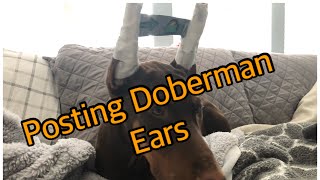 Posting Cropped Ears Doberman Cropping Tip