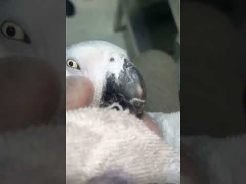 كيف تعرف ان الكاسكو فيه كنكر في بدايته 