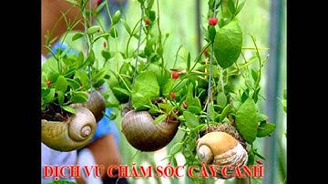 , 0932351948.]] nhận cắt, tỉa, chăm sóc cây cảnh quận hóc môn.tphcm