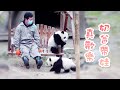 《熊貓主題趴》熊貓奶爸帶娃時各種神奇的逗娃方式 | iPanda熊貓頻道