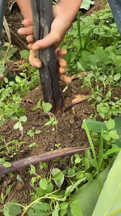 RT 1010112540 mini rotary tillage and ridging all-in one tree 🌲 short view