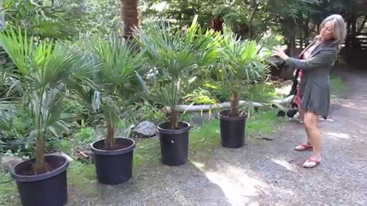 Cold Hardy Palms For Your Garden . Salt Spring Island