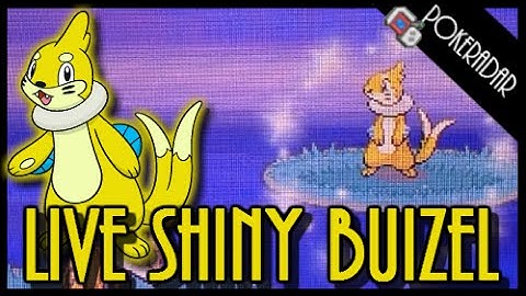 LIVE!! Shiny BUIZEL + SHINY PATCH at chain of 40!!