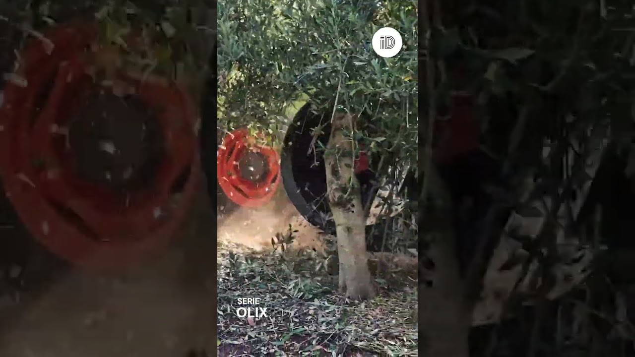 🌿 ¿Sabías que la poda de bajos es clave en el olivar superintensivo? 🚜✨