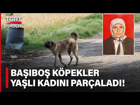 Sokak Köpekleri Dehşet Saçtı! Başıboş Köpek Sürüsü 20 Dakikada Yaşlı Kadını Parçaladı!