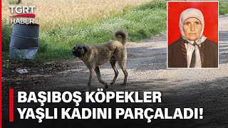 Sokak Köpekleri Dehşet Saçtı! Başıboş Köpek Sürüsü 20 Dakikada Yaşlı Kadını Parçaladı!