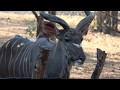 Kudu at Zinkwazibush - Marloth Park