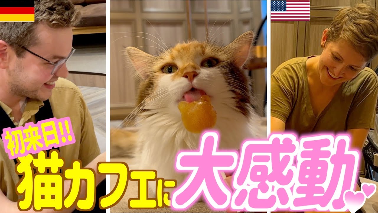 猫好き外国人初の猫カフェにデレデレ