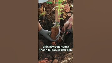 [DNCC]  Đầu Tư Tương Lai Xanh – Kiến Tạo Hành Trình Bền Vững 🌱 #danhuong #dautunongnghiep